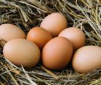 Oeufs fécondés de poules, Enlèvement