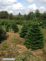 Kerstbomen nordman, Ophalen, In pot