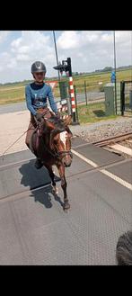 3.5 jarige B pony ruin, Dieren en Toebehoren, Ruin, B, Gechipt, 3 tot 6 jaar
