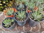 Zebra cactussen (ook leuk als geschenkje), Ophalen