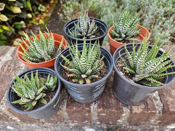 Zebra cactussen (ook leuk als geschenkje) beschikbaar voor biedingen