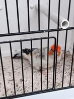 Agaat witkop bonte putter man split voor isabel, Dieren en Toebehoren