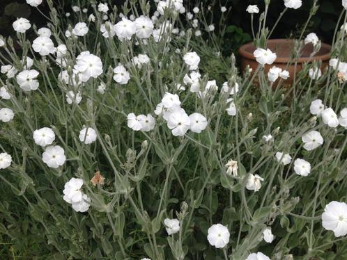 20 graines Lychnis coronaria blanc, Jardin & Terrasse, Bulbes & Semences, Graine, Envoi