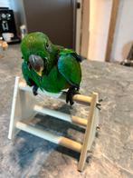 Éclectus mâle, Dieren en Toebehoren, Vogels | Parkieten en Papegaaien, Mannelijk, Papegaai, Geringd