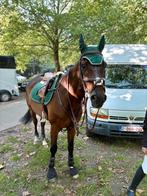 Recreatie paard/halve stal te koop, Dieren en Toebehoren, Paarden, B, Ruin, 11 jaar of ouder, Recreatiepaard