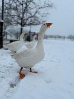 Ganzen, Dieren en Toebehoren, Pluimvee