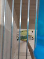 Agapornis roseicollie kweekkoppel bewezen, Geringd