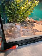 Terrarium, Enlèvement