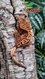 Correlophus Ciliatus wimpergekko, Dieren en Toebehoren