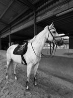 Paard te koop BWP, Dieren en Toebehoren, Paarden, Merrie, Gechipt, Niet van toepassing, 160 tot 165 cm