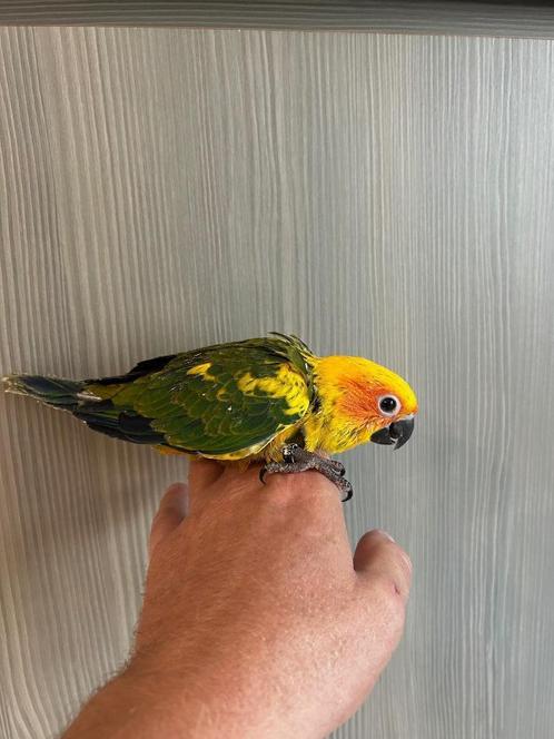 ❤️❤️️️️️️️️️️️️️️️️️️️️️️️ Tamme baby zonparkiet van 6 weken, Dieren en Toebehoren, Vogels | Parkieten en Papegaaien, Parkiet
