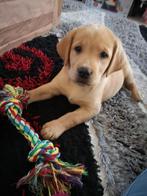 Chiots labrador blonds avec leurs parents exposés, Chien (mâle), Belgique, Labrador retriever, Plusieurs
