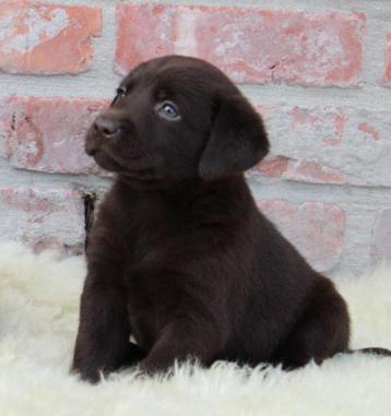 Labrador pups beschikbaar voor biedingen