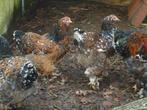 Kippen : Brahma, Mechelse koekoek, Marans, Dieren en Toebehoren, Pluimvee, Meerdere dieren, Kip
