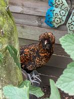 Padua, Dieren en Toebehoren, Kip