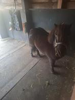 Mini paardje ruin, Ruin