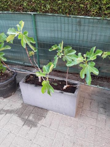 vijgenboompje in pot ficus carica beschikbaar voor biedingen