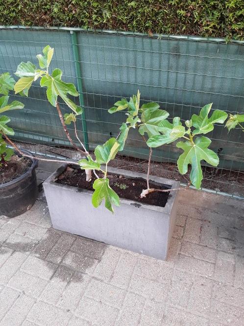 vijgenboompje in pot ficus carica, Tuin en Terras, Planten | Fruitbomen, Vijgenboom, 100 tot 250 cm, Volle zon, Lente, In pot