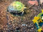 0.1 vierteenschildpad - Testudo horsfeldi - landschildpad, Dieren en Toebehoren, Reptielen en Amfibieën