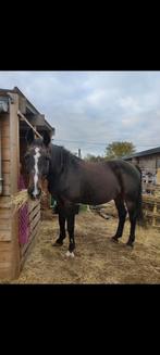 GEZOCHT: fijne, nieuwe thuis voor Coneur, Dieren en Toebehoren, Paarden, Ruin