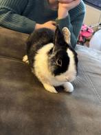 Konijnen te koop, Dieren en Toebehoren, Konijnen