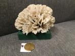 Koraal bloem, Verzamelen, Mineralen en Fossielen, Ophalen of Verzenden, Schelp(en)