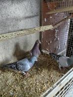 Duiven met eigendomsbewijs, Dieren en Toebehoren, Vogels | Duiven