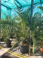 Phoenix canariensis, stam 20/30, totaal 170/180 hoog., Tuin en Terras, Ophalen of Verzenden