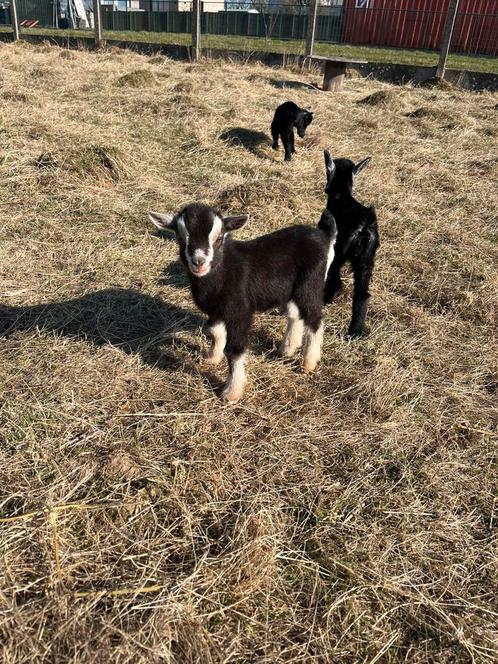 bokken lammetjes, Dieren en Toebehoren, Schapen, Geiten en Varkens