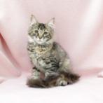 Maine Coon - Splendide Maine Coon te koop, Meerdere dieren, Gechipt, 0 tot 2 jaar