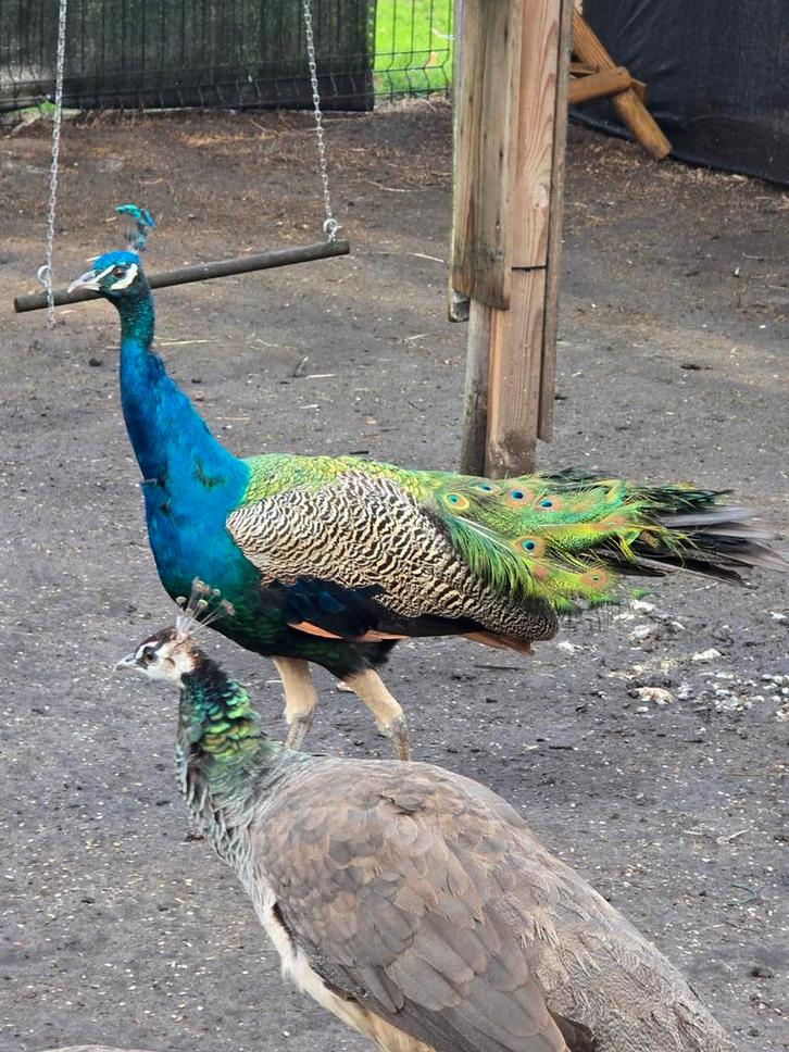 Pauwen koppel 1 haan en 2 hennen, Dieren en Toebehoren, Pluimvee