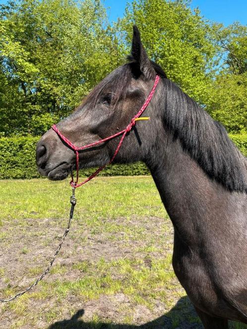E pony merrie hispano arab, Dieren en Toebehoren, Paarden, Merrie, Onbeleerd, Minder dan 160 cm, 0 tot 2 jaar, Met stamboom, Gechipt