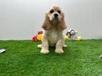 Amerikaanse Cocker Spaniël pups