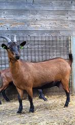 Jonge dwerggeit - 1 jaar - bruin - stamboek - Mieke, Dieren en Toebehoren, Vrouwelijk, Geit, 0 tot 2 jaar