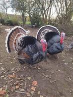 Ronquiere kalkoen, Dieren en Toebehoren, Pluimvee, Meerdere dieren, Kalkoen