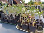 tomatenplanten pyros, san marzano en coeur de boef, Tuin en Terras, Planten | Tuinplanten, Ophalen, Eenjarig