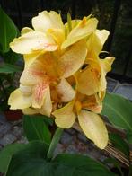 Canna Yellow, Volle zon, Vaste plant, Zomer, Ophalen