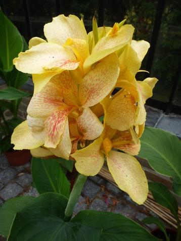 Canna Yellow beschikbaar voor biedingen