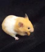 GOUDHAMSTER, Dieren en Toebehoren, Ophalen