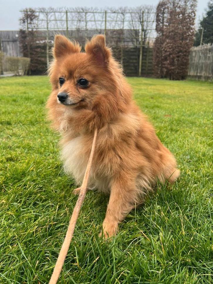 Lie, 7 jarig Klein Keeshondje, niet gesteriliseerd, Animaux & Accessoires, Chiens | Huskys, Loulous & Types primitifs, Chienne