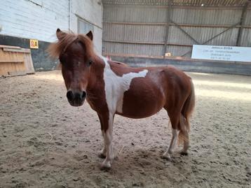 Miniatuur paarden  beschikbaar voor biedingen