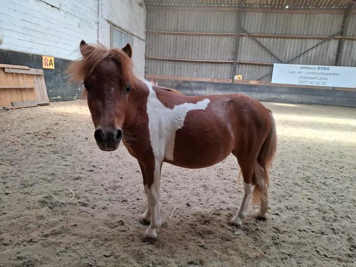 Miniatuur paarden, Dieren en Toebehoren, Pony's