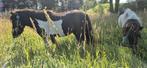 2 lieve pony veulens, Dieren en Toebehoren, Hengst
