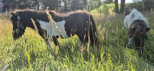2 lieve pony veulens, Dieren en Toebehoren, Pony's, Hengst