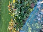 Plants de fraisiers., Tuin en Terras, Planten | Fruitbomen, Ophalen, Minder dan 100 cm, Lente, Overige soorten