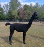 Alpaca's te koop, Dieren en Toebehoren, Mei, Meerdere dieren