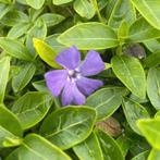 Vinca minor!, Tuin en Terras, Ophalen