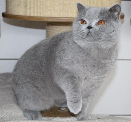 Maxx dekkater brits korthaar blauw NIET TE KOOP, Dieren en Toebehoren, Katten en Kittens | Dekkaters, 6 jaar of ouder