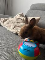 Konijnen, Dieren en Toebehoren, Konijnen, Meerdere dieren, Klein, 0 tot 2 jaar