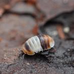 White shark isopod - mini starter, Overige soorten